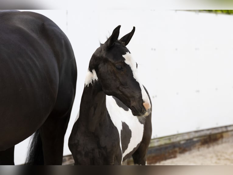 Other Breeds Mare  Pinto in Waddinxveen