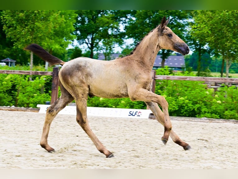 Other Breeds Mare  in Bladel