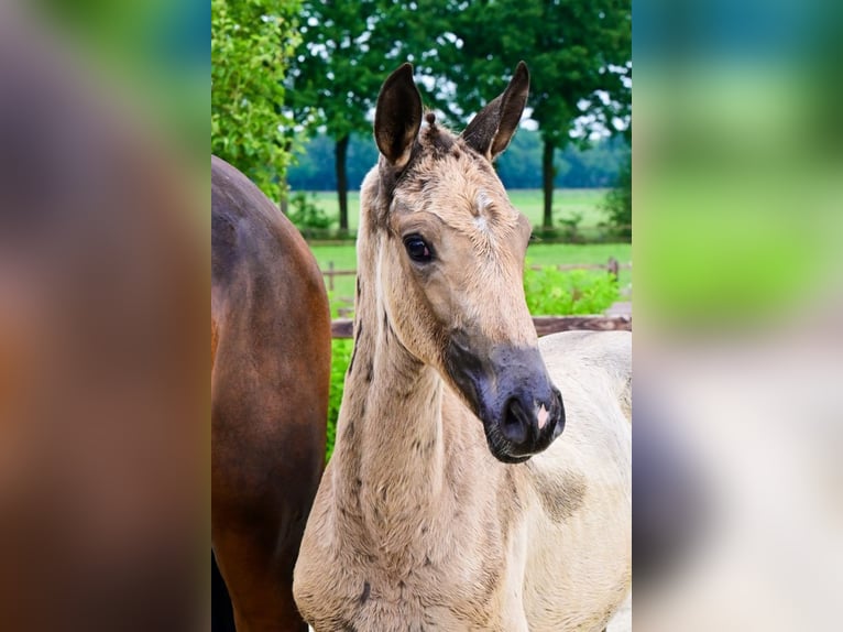 Other Breeds Mare  in Bladel