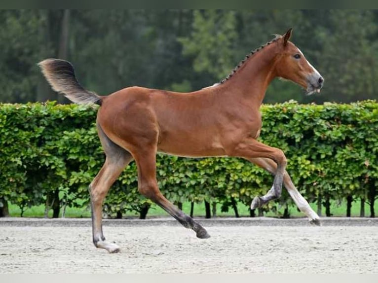 Other Breeds Mare Foal (05/2024) in Zele