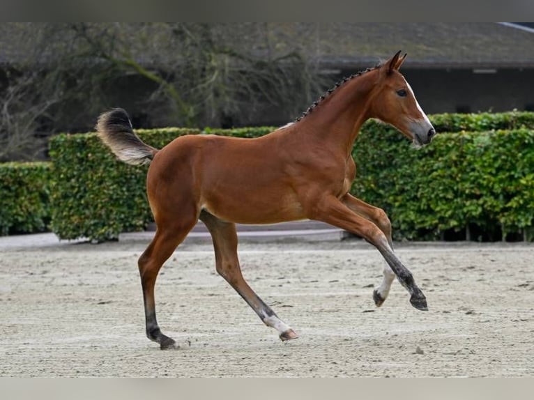 Other Breeds Mare Foal (05/2024) in Zele