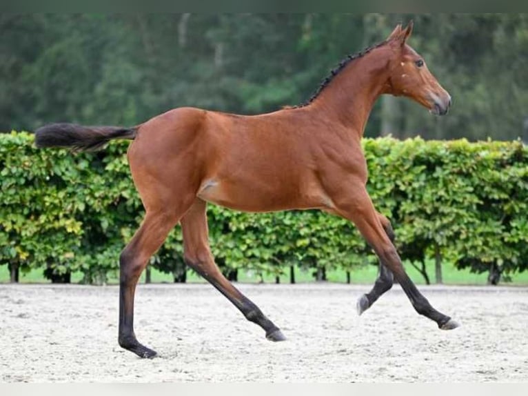 Other Breeds Mare Foal (05/2024) in Zele