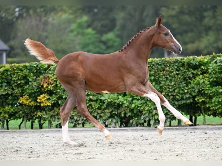 Other Breeds Mare Foal (05/2024) in Zele