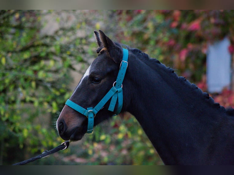 Other Breeds Mare Foal (05/2024) Smoky-Black in SORBIER