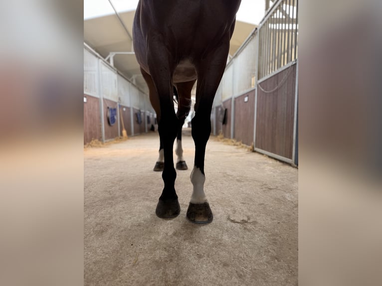 Other Breeds Stallion 10 years 16 hh Brown in GROTE-BROGEL