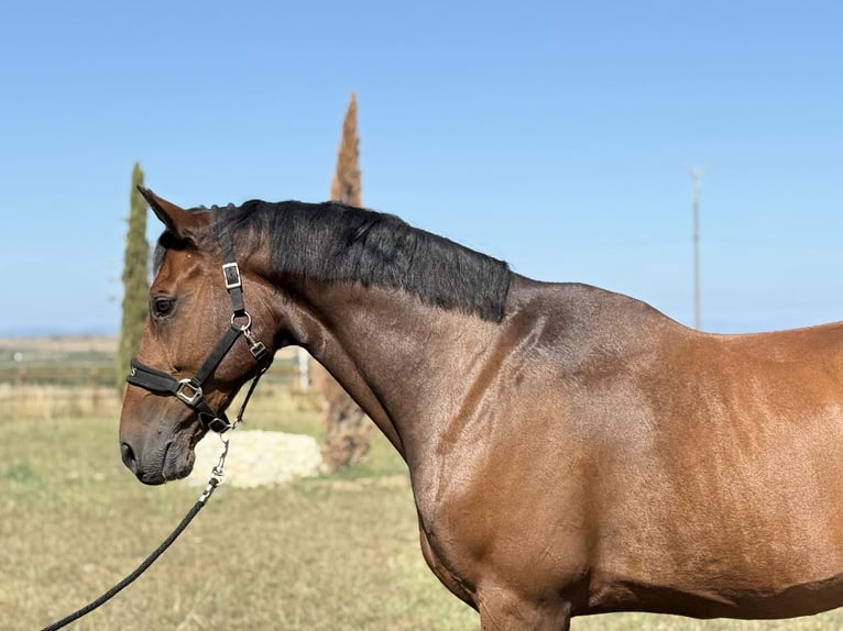 Other Breeds Stallion 10 years 16 hh Brown in GROTE-BROGEL