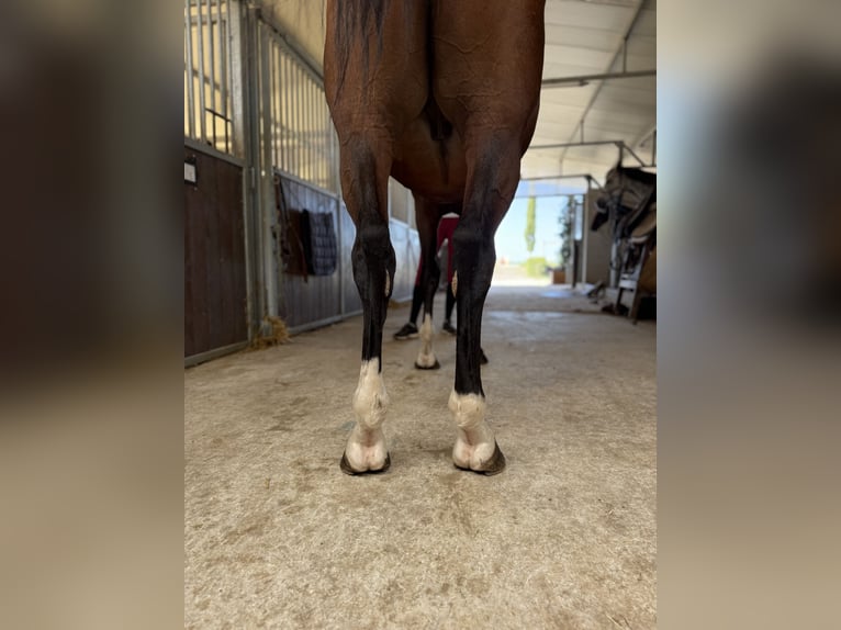 Other Breeds Stallion 10 years 16 hh Brown in GROTE-BROGEL