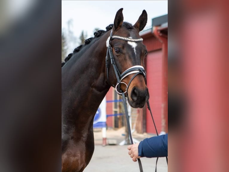 Other Breeds Stallion 10 years 17 hh Bay-Dark in Finstadjordet