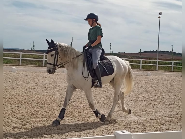 Other Breeds Mix Stallion 12 years 16,2 hh Gray in Madrid