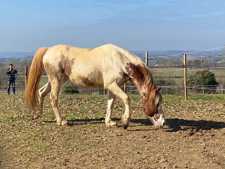 Other Breeds Stallion 14 years 13,2 hh Tobiano-all-colors in Albi