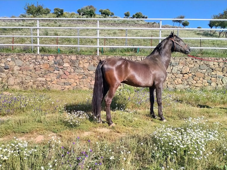 Other Breeds Stallion 14 years in Higuera De Vargas