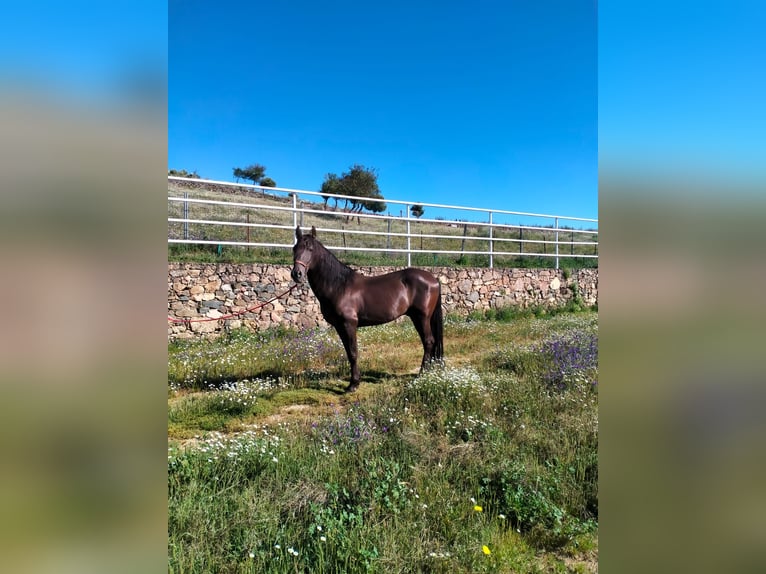 Other Breeds Stallion 14 years in Higuera De Vargas