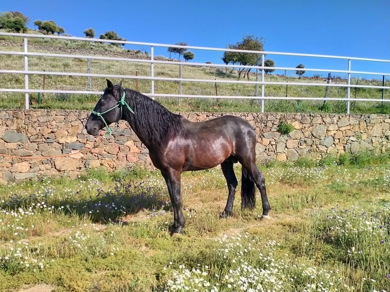 Other Breeds Stallion 14 years in Higuera De Vargas