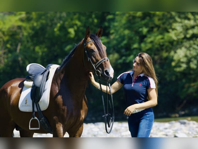 Other Breeds Stallion 15 years 16 hh Bay in Bergamo