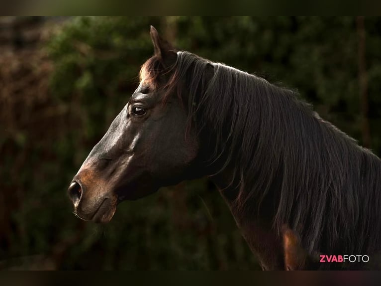 Other Breeds Stallion 16 years 15 hh Smoky-Black in Bad Wimpfen