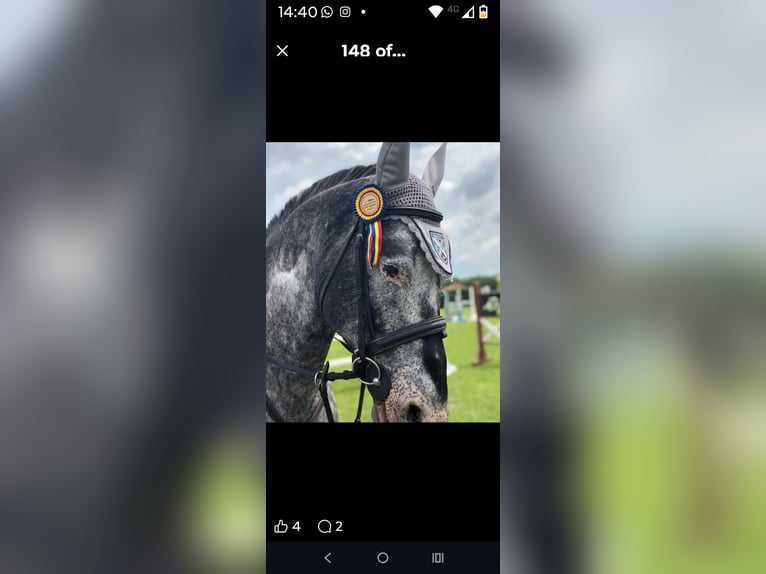 Other Breeds Stallion 16 years 16 hh Grey-Dapple in Impruneta