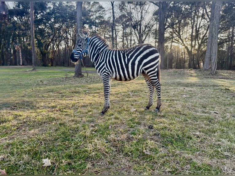 Other Breeds Stallion 1 year 10 hh  in Ridgeland