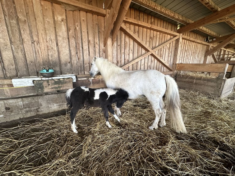 Other Breeds Stallion 1 year 10,2 hh Can be white in Pregarten Other Breeds Stallion 1 year 10,2 hh Can be white in Pregarten