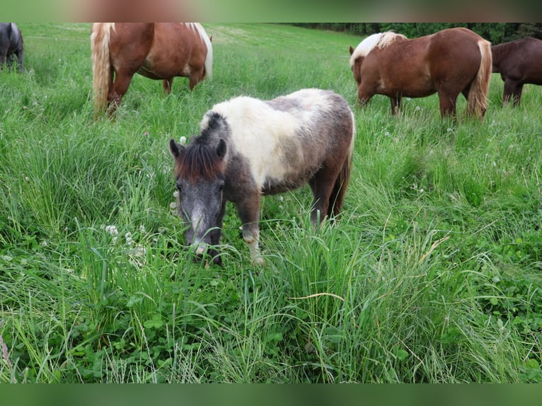Other Breeds Stallion 1 year 10,2 hh Can be white in Pregarten