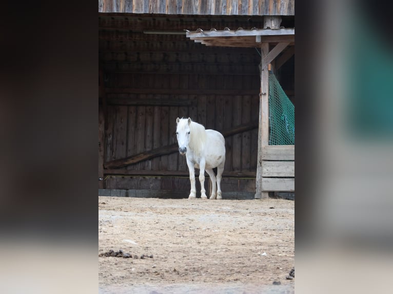 Other Breeds Stallion 1 year 10,2 hh Can be white in Pregarten
