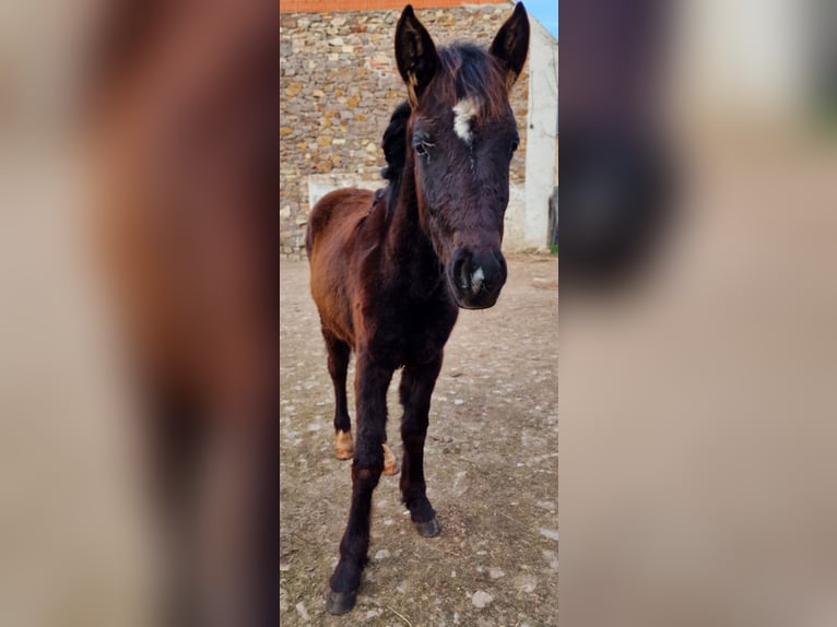 Other Breeds Mix Stallion 1 year 11,1 hh Black in Kühren-Burkartshain