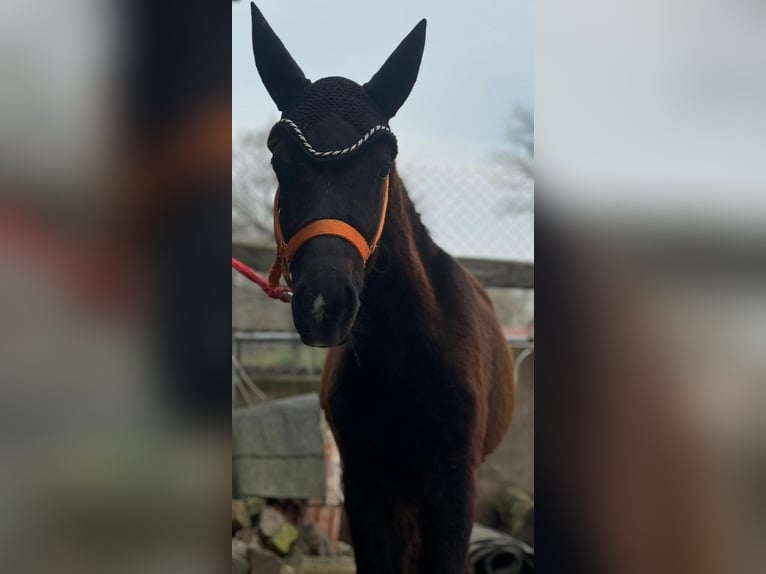 Other Breeds Mix Stallion 1 year 11,1 hh Black in Kühren-Burkartshain