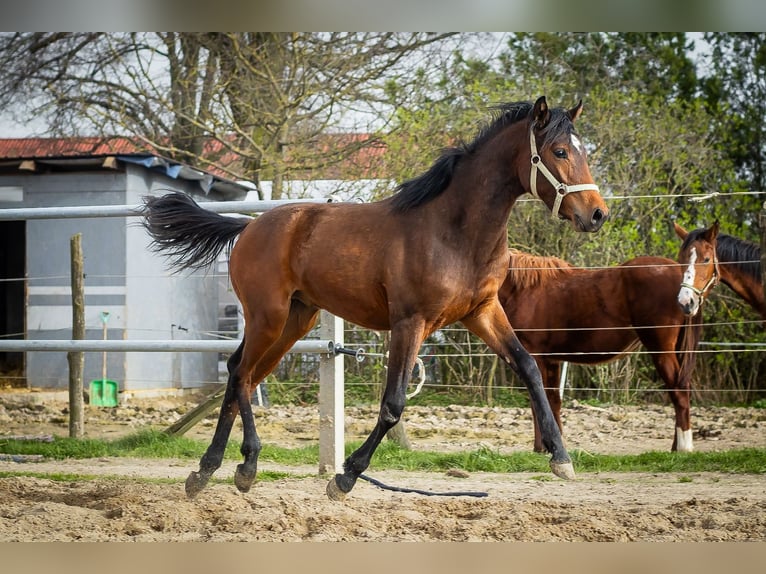 Other Breeds Stallion 1 year 13,2 hh Bay in Rozdrażew