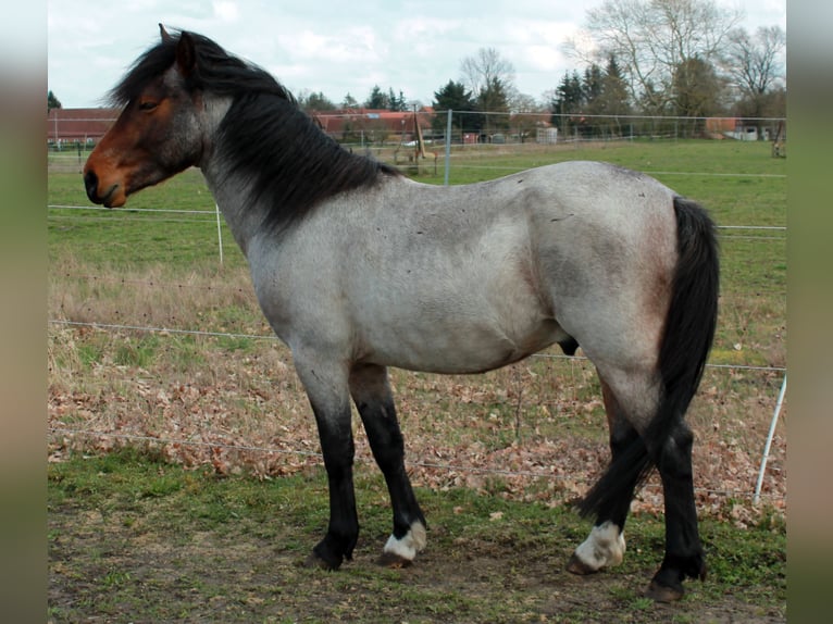 Other Breeds Stallion 1 year 13,2 hh Roan-Bay in Köhn