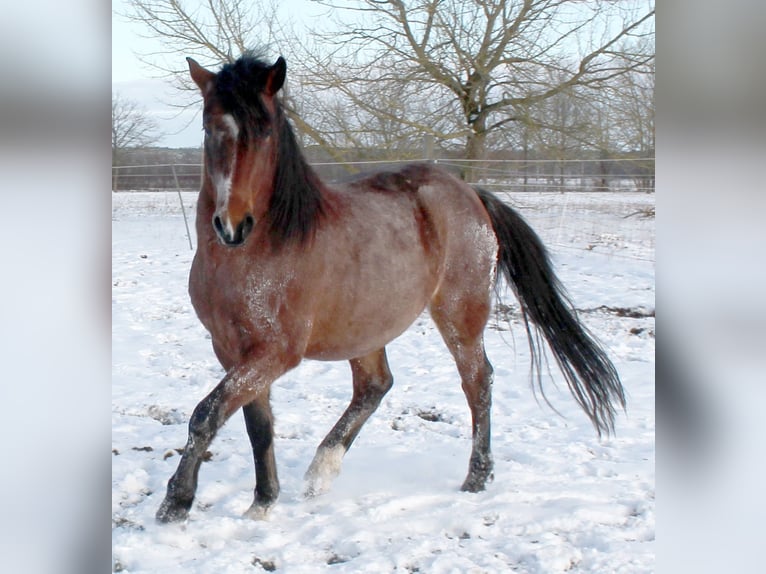 Other Breeds Stallion 1 year 13,2 hh Roan-Bay in Köhn