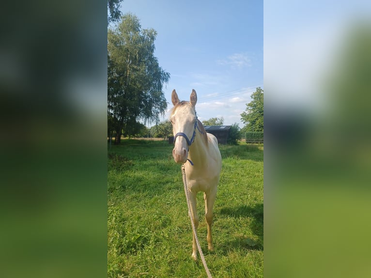 Other Breeds Mix Stallion 1 year 13,3 hh Champagne in Voltlage