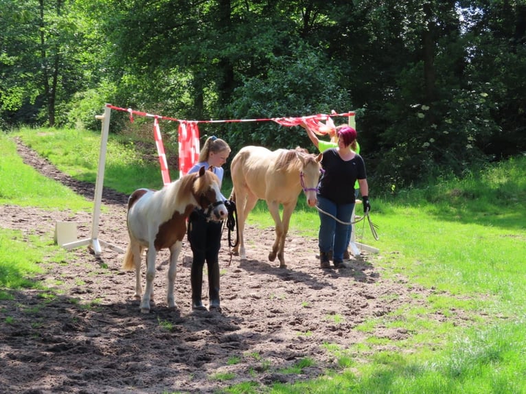 Other Breeds Mix Stallion 1 year 13,3 hh Champagne in Voltlage