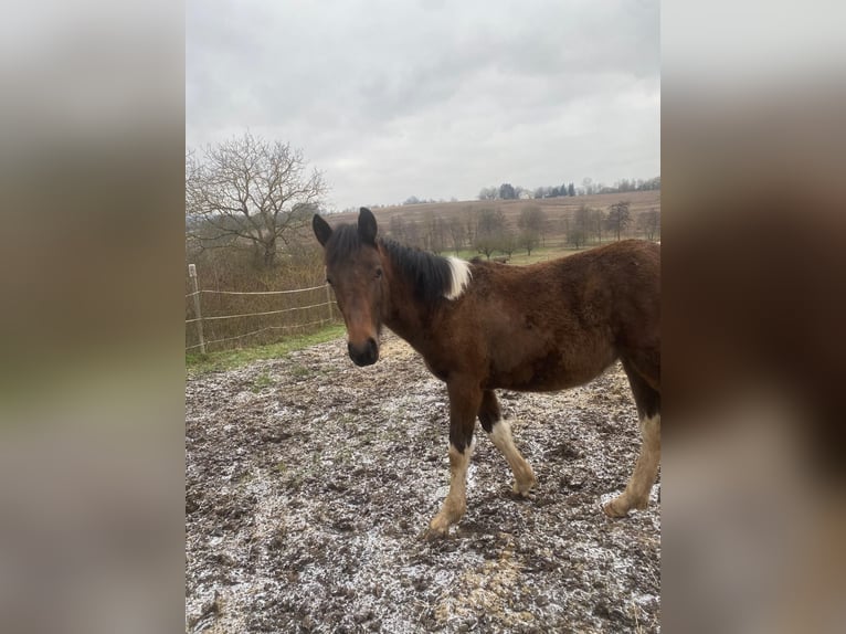 Other Breeds Stallion 1 year 13,2 hh Brown in Pfaffenhofen