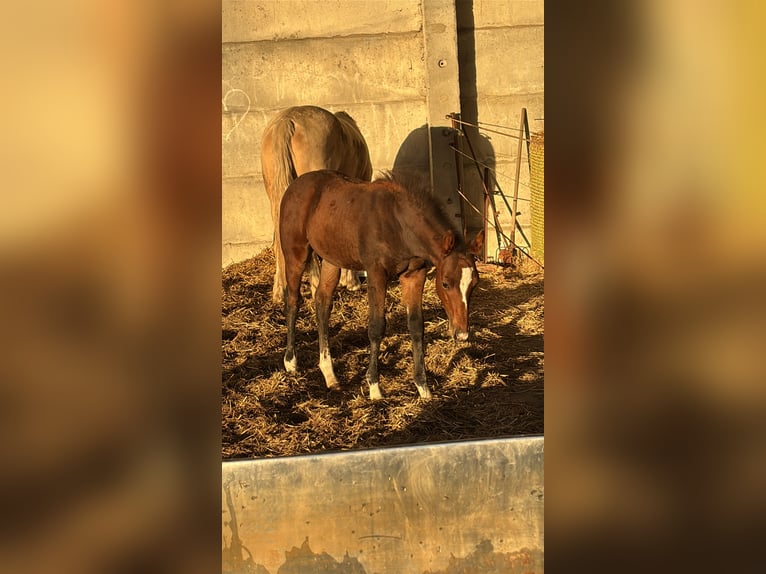 Other Breeds Mix Stallion 1 year 14.1 hh Brown in Groß Pinnow