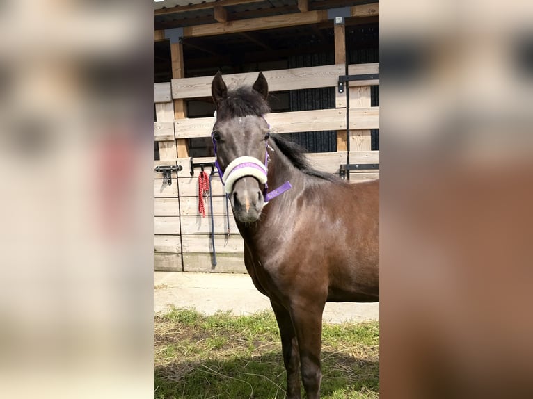 Other Breeds Mix Stallion 1 year 14.1 hh Smoky-Black in Swarzędz