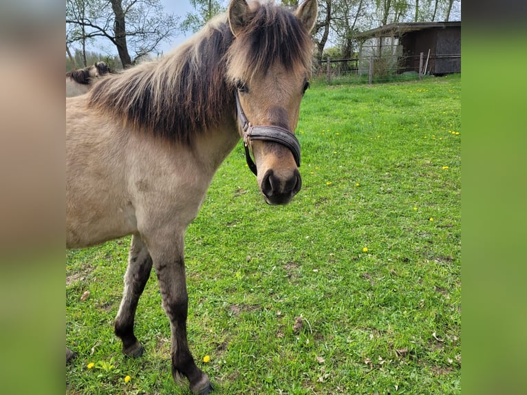 Other Breeds Stallion 1 year 14,2 hh Dun in Klein Pampau