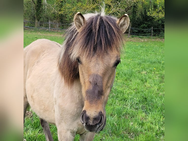 Other Breeds Stallion 1 year 14,2 hh Dun in Klein Pampau