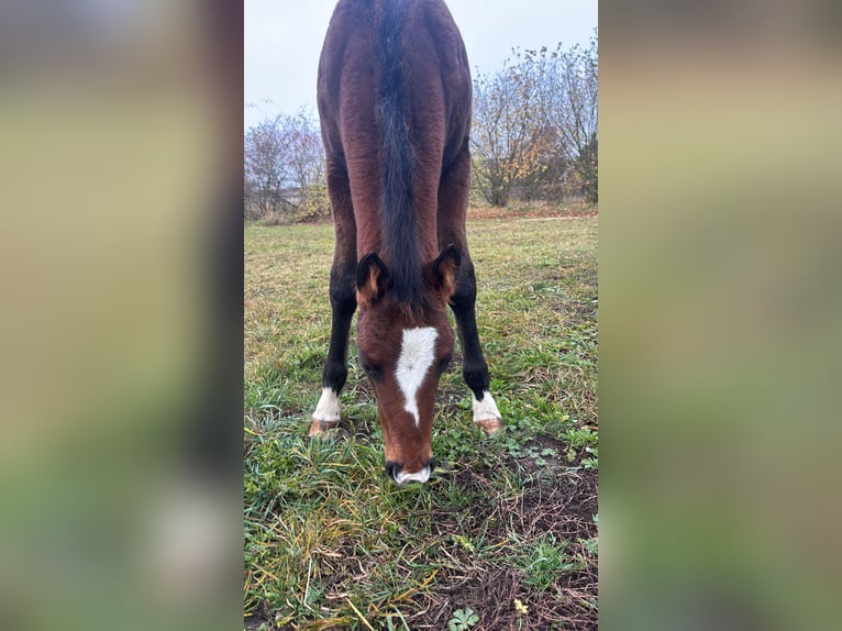 Other Breeds Mix Stallion 1 year 14,1 hh Brown in Groß Pinnow