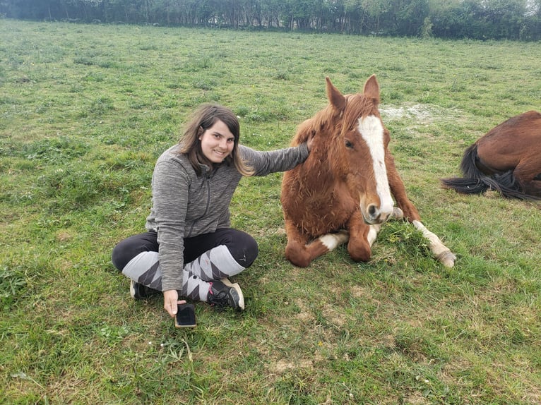 Other Breeds Stallion 1 year 14,2 hh Chestnut-Red in Le pin