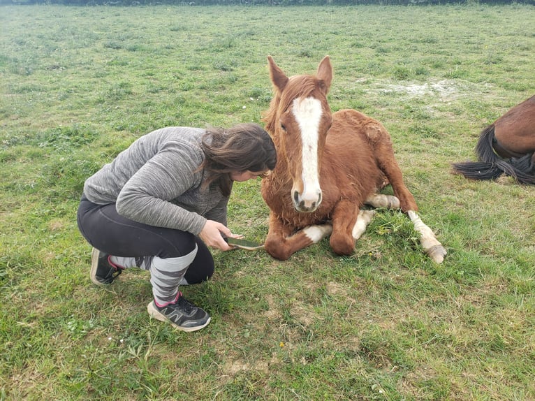 Other Breeds Stallion 1 year 14,2 hh Chestnut-Red in Le pin