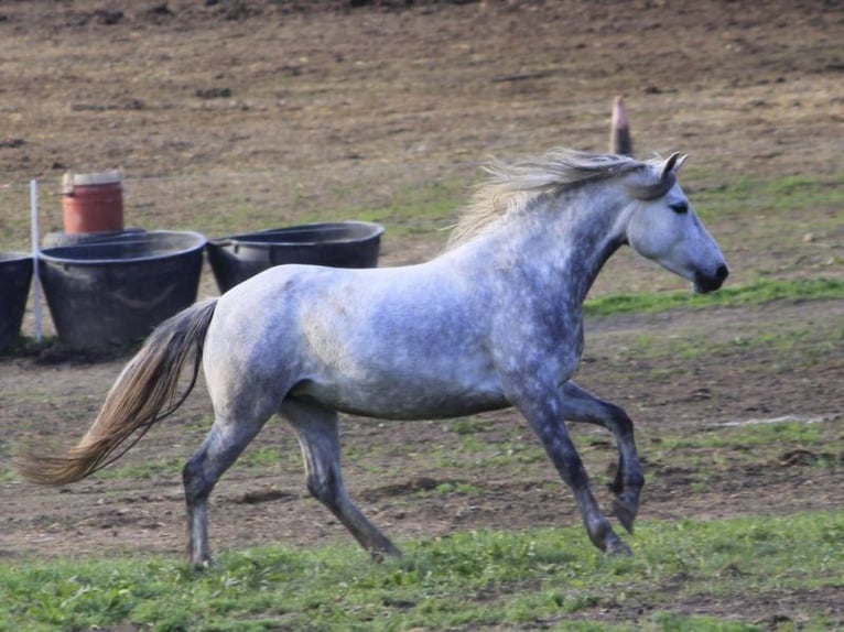 Other Breeds Mix Stallion 1 year 14,2 hh in Tasnovice