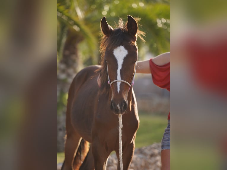 Other Breeds Stallion 1 year 15,1 hh Bay-Dark in Porto Cristo