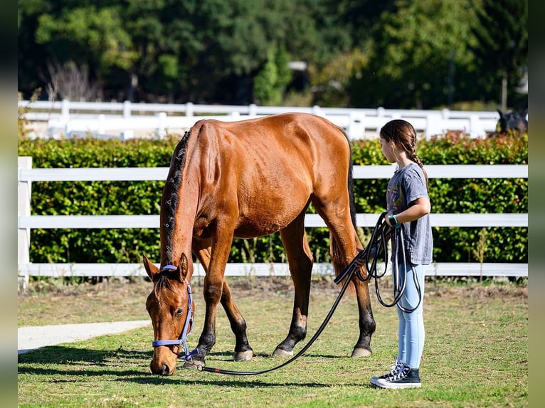 Other Breeds Stallion 1 year 15 hh Brown in Moalde (San Mamede)