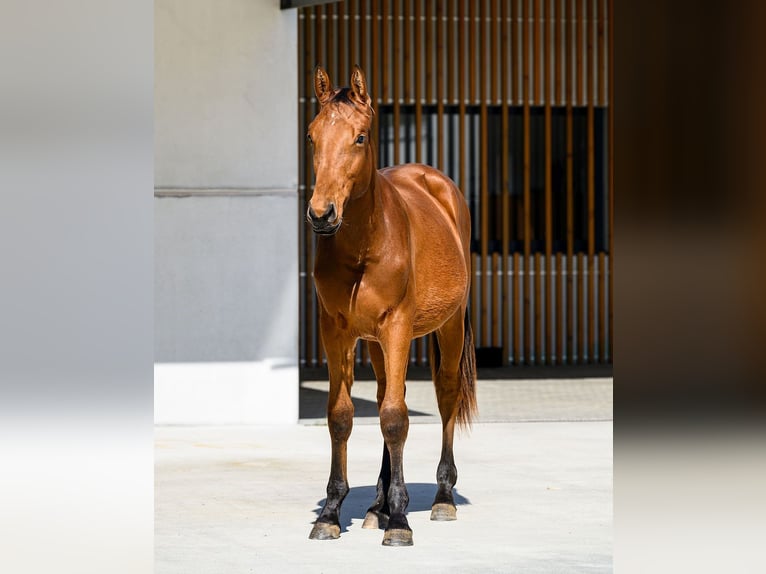 Other Breeds Stallion 1 year 15 hh Brown in Moalde (San Mamede)