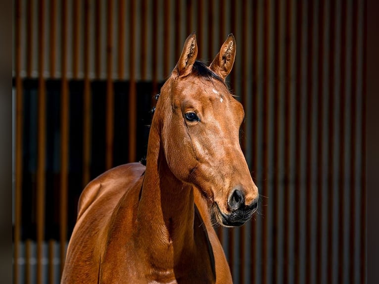 Other Breeds Stallion 1 year 15 hh Brown in Moalde (San Mamede)