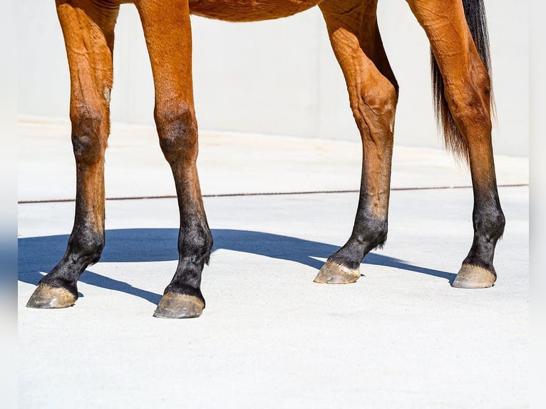 Other Breeds Stallion 1 year 15 hh Brown in Moalde (San Mamede)