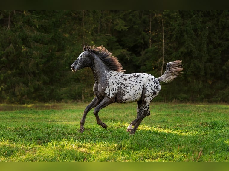 Other Breeds Mix Stallion 1 year 16 hh Leopard-Piebald in Aug&#x161;daugavas novads