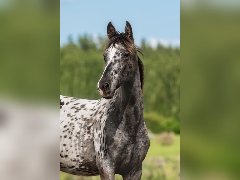 Other Breeds Mix Stallion 1 year 16 hh Leopard-Piebald in Aug&#x161;daugavas novads