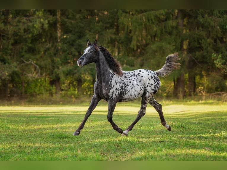Other Breeds Mix Stallion 1 year 16 hh Leopard-Piebald in Aug&#x161;daugavas novads