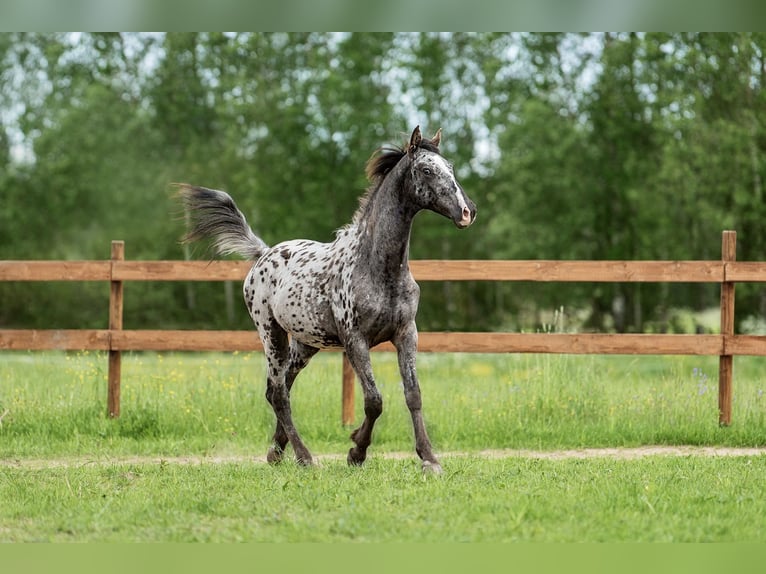 Other Breeds Mix Stallion 1 year 16 hh Leopard-Piebald in Aug&#x161;daugavas novads