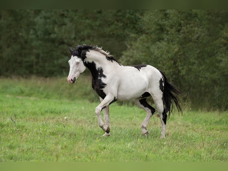 Other Breeds Mix Stallion 1 year 16 hh Leopard-Piebald in Augšdaugavas novads